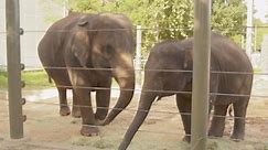 RAW VIDEO: Belly The Elephant! Houston Zoo’s Pregnant Pachyderm Shanti Expecting For US Mother’s Day