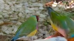 Gouldian Finches and Major Goldfinch Birds #bird #birds #aviary #birdsounds #finch #finches #birdvideography #birdphotography | BGU-W