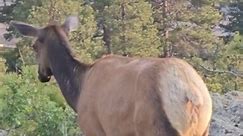Rocky Mountain National Park 😍 #Wildlife #tourguide #rmnptours #rmnp #Colorado #adventure #explore #wildlifetour #rockymountains #baldeagle #marmot #moose #deer #fox #bluejay #amazing #positive #estespark #coloradolife #mountains | Full Potential Wilderness