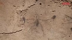 Pompei, scoperti disegni realizzati da bambini prima dell'eruzione del Vesuvio del 79 d.C.