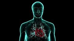 human heart pumps blood through three types of blood vessels Arteries carry oxygen-rich blood from your heart to body's tissues The pulmonary arteries, which go to lungs medical 3d animation