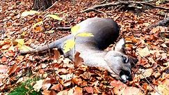 ‘Zombie deer disease’ detected in Indiana, 33rd state to see condition