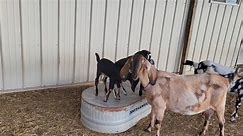 More baby goat cuteness 😍 I... - Love Homestead Products, LLC