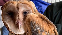 VIDEO: Agassiz farm spreads awareness for barn owls
