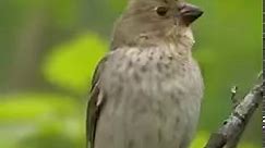 Common Rosefinch Bird Chirping [Video] Most beautiful birds, Cute wild animals, Birds | Sux Moo