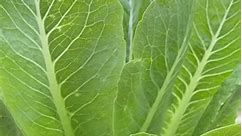 Can’t wait to harvest cos lettuce season for growing lettuce #homegrown #organicvegetables #growfood #gardentime | Zone QM