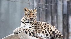 Amur Leopard | Species | WWF