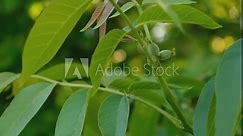 Ripening small green walnuts on a tree branch. Growing walnuts in rural areas. Walnut plantation.