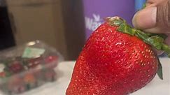 Strawberry vs. Granny Smith Apple……#organic #fruitlover #fruits #grannysmithapples #strawberries #strawberry #healthylifestyle #healthyliving #healthyfood #organicfruits #eatgoodfeelgood #foodie #huge #hugefood #hugestrawberry #organicstrawberries | Shee Eats