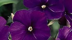 Outsidepride 50 Seeds Annual Purple Phlox Flower Seeds for Planting