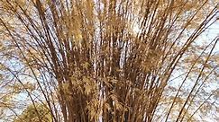 4k bamboo.Arid bamboo tree blowing in wind. Growing bamboo in garden.