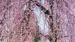 Dwarf Weeping Cherry Tree #gardencenterpoint #fruit #beautifulflowers #chill #flowertypes #flowers
