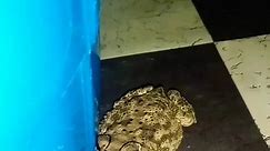 Night toad frog Crying 😭 Sound #frog #animals #viral #toad #crying #indian #frog #sound #vlog #short