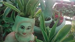 Agave plant propagation