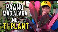 HOW TO CARE TI PLANT |... - Mark of the Jungle Plants
