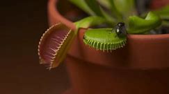 Venus Flytrap (Dionaea muscipula) スナップは閉じますが、フライは4K解像度を逃れます