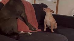 Playful Pitbull Pushes Cheeky Chihuahua's Buttons