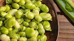 Broad Beans: The Ultimate Guide to Preparing, Cooking, and Storing "Fava beans" - Bite My Bun