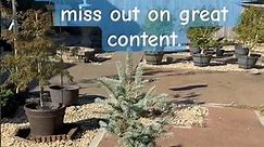 Fat Albert Colorado Blue Spruce [Dead?] #maplenutz #gardening #garden #conifer #bluespruce