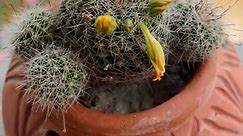 Re-potting Cactus Plant 🌵 #cactus #plants #gardening