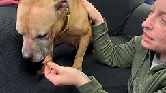 Animal Charity of Ohio HOT-101 Pet of the Week