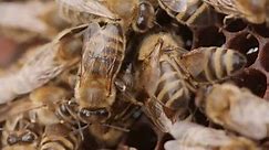Honey Bees Storing Nectar on Honeycomb