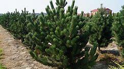 Черен бор (Pinus nigra): описание, сортове и видове, засаждане и грижи