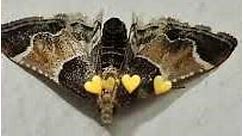 Pyralis farinalis, the meal moth