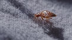 'No One Is Safe': Bed Bugs Invade Paris Ahead of Olympics