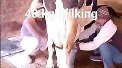 40 kg milk dairy cow #cow #dairyfarm #buffalodairy #animals