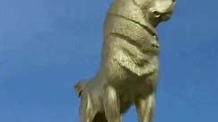 Gold statue of dog unveiled in Turkmenistan