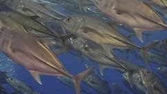 Streamlined bigeye jacks (Caranx sexfasciatus) swimming toger in deep blue ocean. Medium slow motion shot focuses on fish's sleek bodies and ir synchronized movement at Cocos Island.