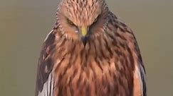 Facts about Falcons #birds #birdphotography #birdsofprey #birdslover #Eagles #eaglesnation #falcon #FalconPride #animals #animallover #wings #flying #PhilippineEagle #visitvegas #prey #everyone #everyonehighlights #highlight #highlightsシ゚ #highlightseveryone #instagrambirds #follower | Xavier & Xianel