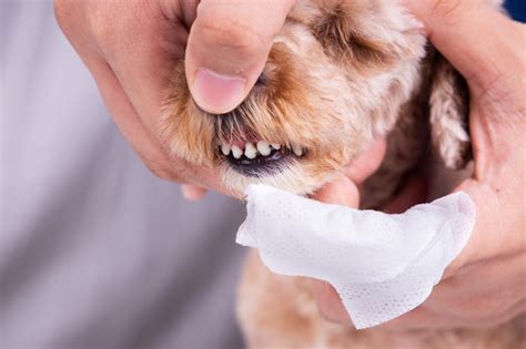 In addition, there are a range of cat dental care products that may assist in cleaning your cat's teeth, and encourage oral hygiene including clean teeth gels that can be applied directly to your cat's teeth without any brushing required. How to Care for Your Dog's Teeth Without Brushing