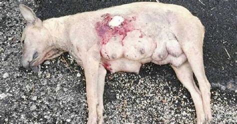 Maybe you would like to learn more about one of these? Nursing Female Dog Fatally Shot, For No Reason At All ...