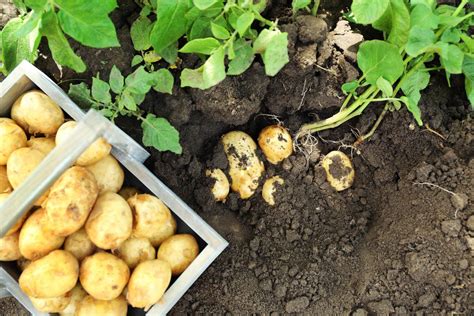 Как растет картошка: агротехника выращивания картофеля