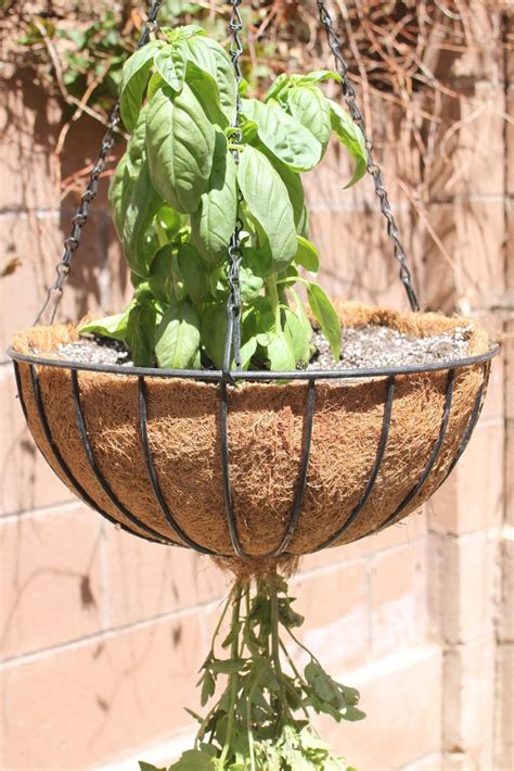 It is meant to be decorative and you can easily put your pot inside for the plants. Embellish: {tutorial} Upside-Down Hanging Tomato Plant | Hanging tomato plants, Tomato garden ...