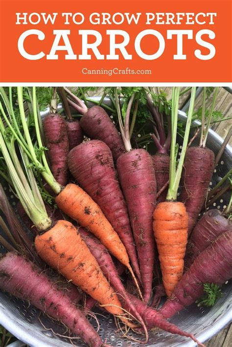 For growing carrots in containers, a pot that is at least 12 inches deep and as wide as possible can be used to grow most of the carrot varieties. Planting Carrots in Containers with Homemade Potting Soil Recipe in 2020 | How to plant carrots ...