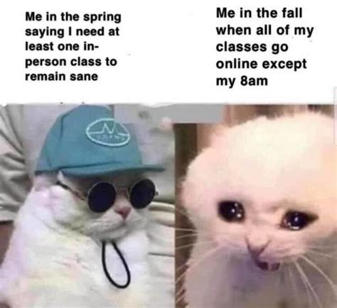Let's face it, cats are the unofficial mascots of the internet. Back To School Memes For The 2020-2021 School Year - StayHipp