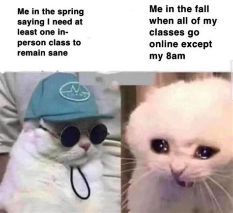 Pet ninja presents cat memes compilation that is not only funny but also cute! Back To School Memes For The 2020-2021 School Year - StayHipp