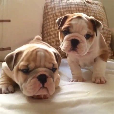 English bulldog puppies price ranges vary considerably, depending on where the puppy comes from. Pin by Anastasia Rose on English Bulldogs | Bulldog ...