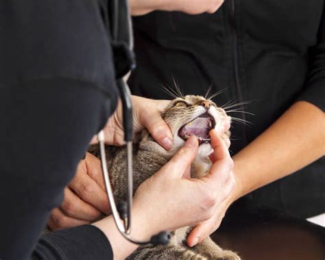 Let's start with related symptoms. Cat Worms: Can Humans Be Infected and Treated? | UK Pets