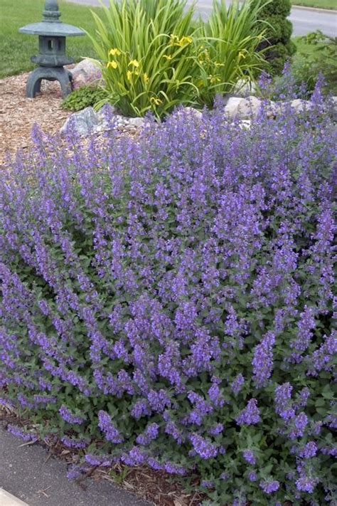 Catmint vs catnip, which is which? Catmint Nepeta faassenii Walker's Low from Growing Colors