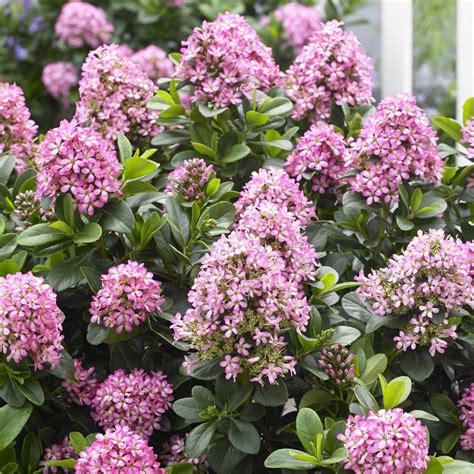 Un vieux pervers se tape une jeune. Escallonia Pink Elle - Arbuste nain à floraison estivale rose et blanche