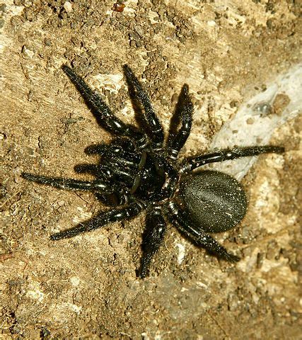 Sydney funnel web spider physical description and identification Sydney Funnel-web Spider - Ten Random Facts