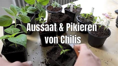 We did not find results for: Chili Aussaat und pikieren; Chili, Peperoni, Tomate ...