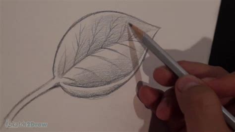 Draw a vertical line through the center of the leaf. How to Draw & Shade a Leaf (Sketching Practice Tutorial ...