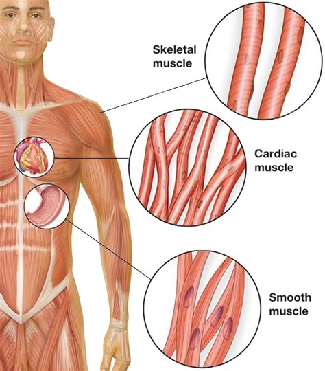 Smooth muscles in the gastrointestinal or gi tract control digestion. Smooth Muscle Cells: Key Regulators in Cardiovascular Disease