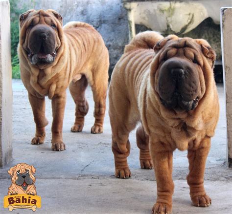 The breed is known in the west for its deep wrinkles, whilst a traditional less wrinkled form is maintained in hong kong. Filhotes Shar Pei - R$ 1.800,00 em Mercado Livre