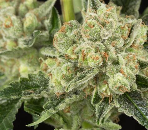 Is an acronym standing for original gangster. OG Kush Strain: The Ultimate Guide - Cannabis Twenty-Four ...